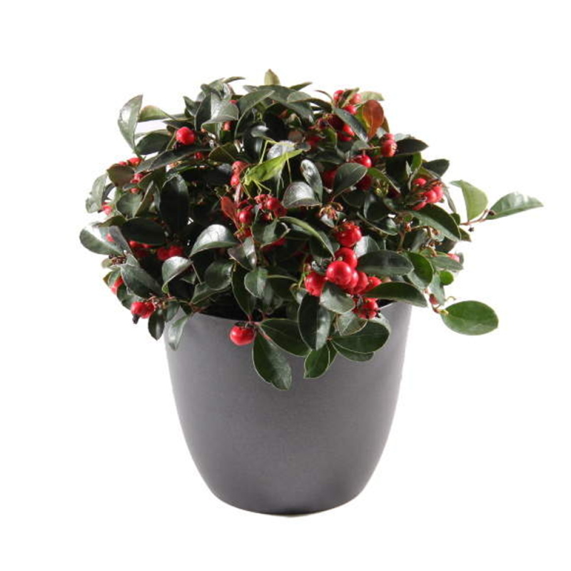 Podzimní rostliny - Libavka poléhavá Big Berry květináč 10,5cm