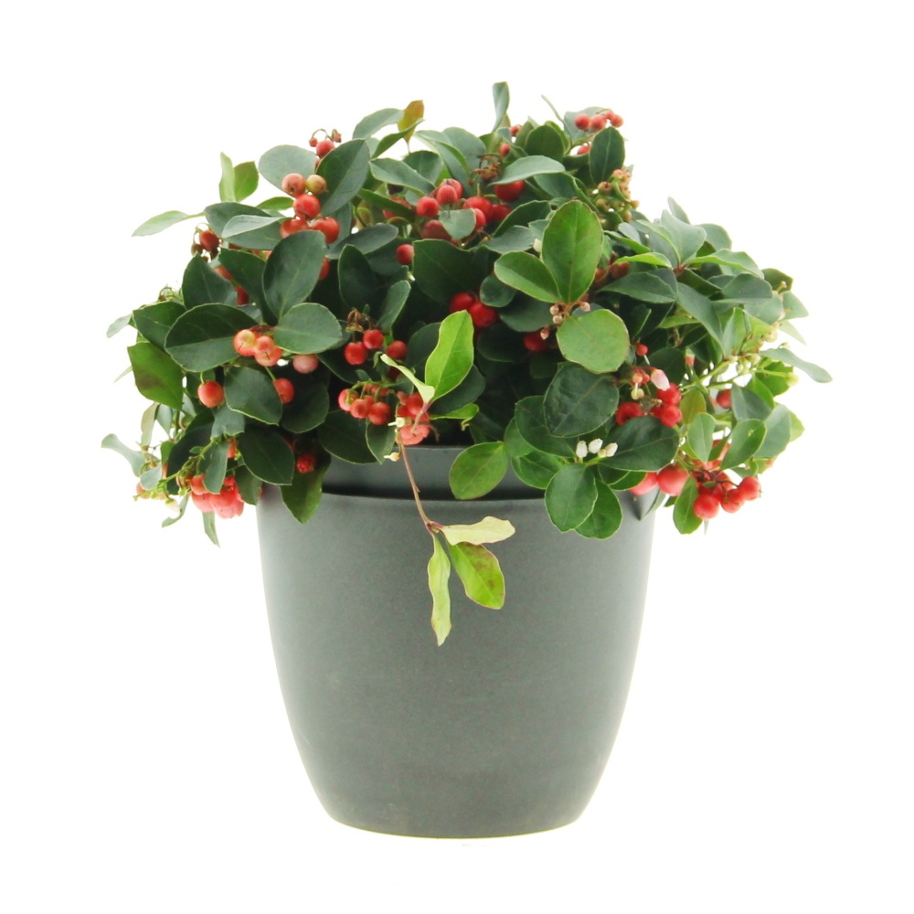 Podzimní rostliny - Libavka poléhavá květináč 15cm