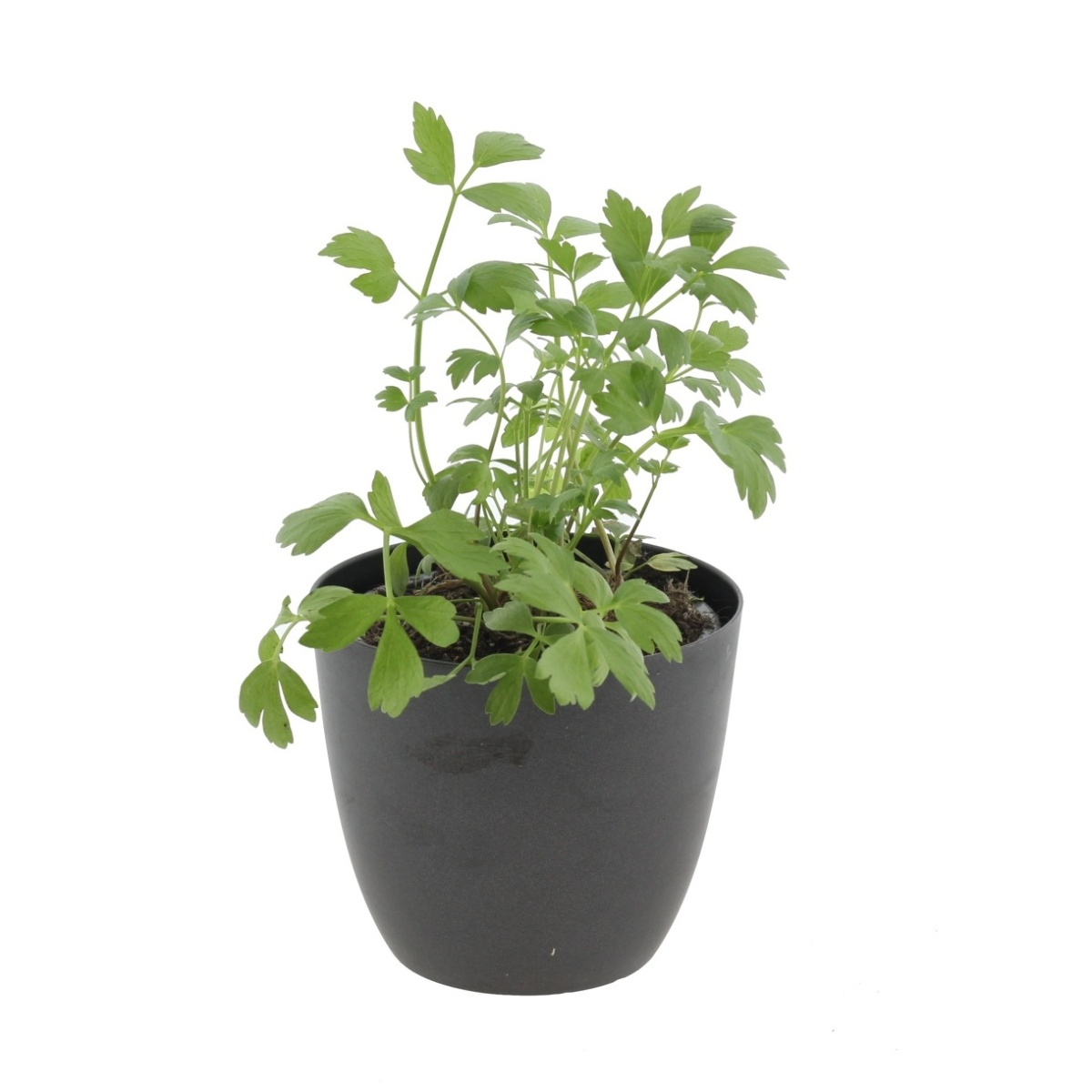 Bylinky - Libeček květináč 12cm