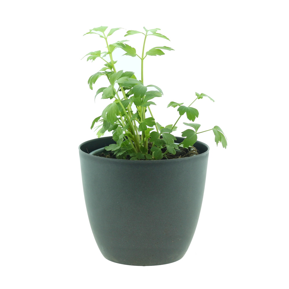 Bylinky - Libeček lékařský 14cm