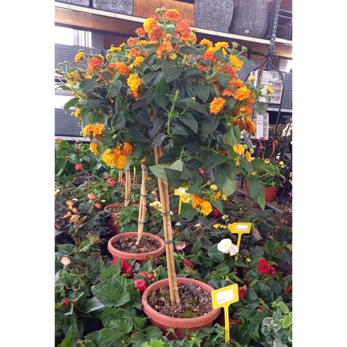 Nádobové květiny - Libora měnivá kmínek 100cm, květináč 25cm