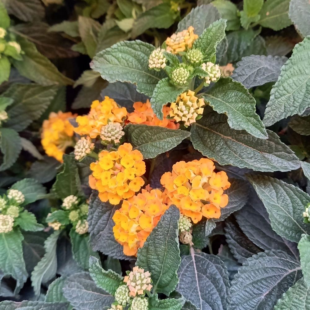 Nádobové květiny - Libora měnivá mix, květináč 18cm