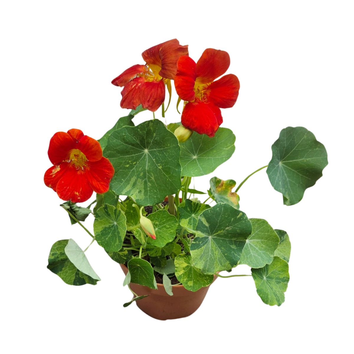 Bylinky - Lichořeřišnice - JEDLÉ KVĚTY mix, květináč 12cm