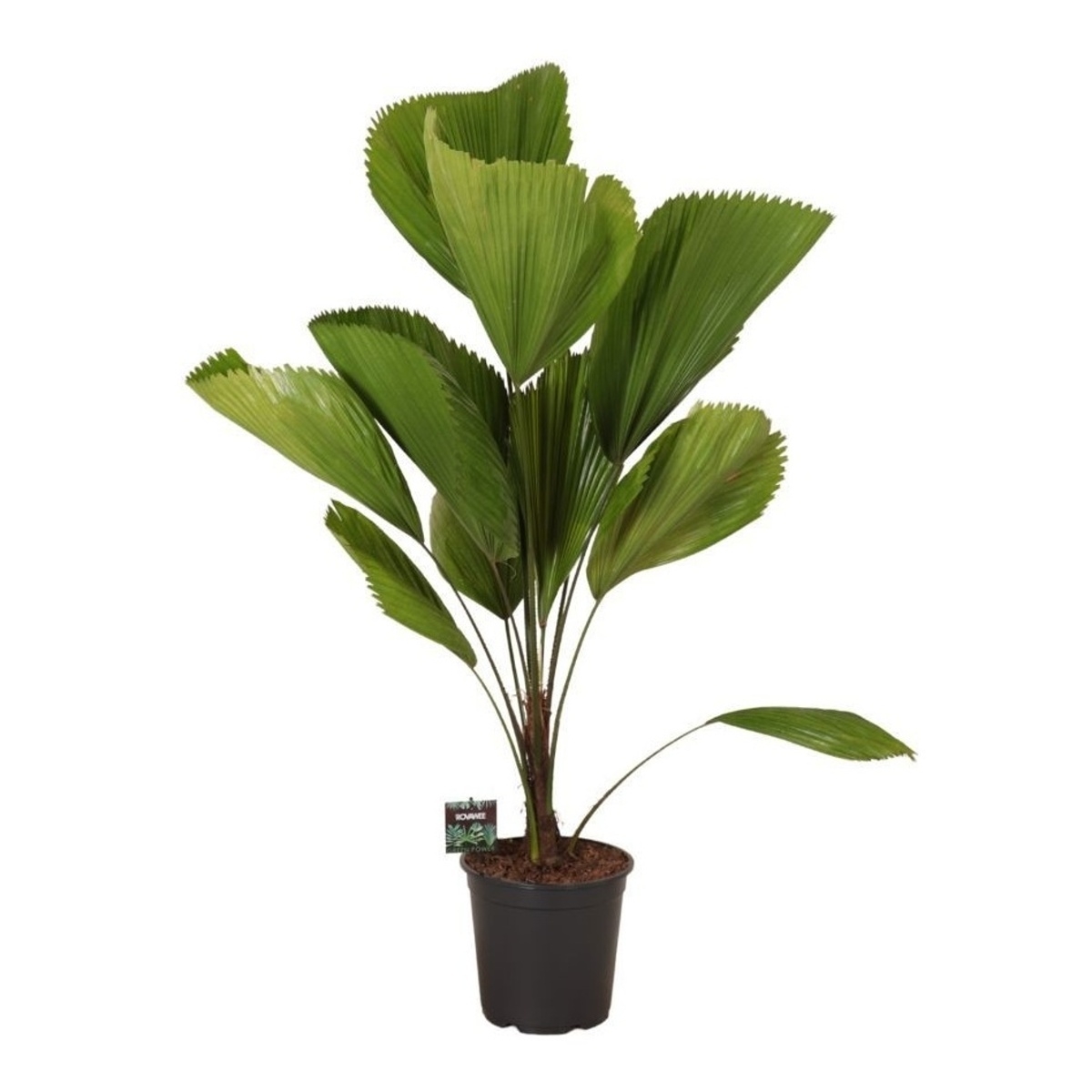 Okrasné pokojové rostliny - Likuala, Palma paprsčitá výška 120cm, květináč 24cm