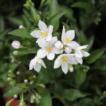 Převislé balkonové květiny - Lilek jasmínokvětý 4ks květináč 11cm