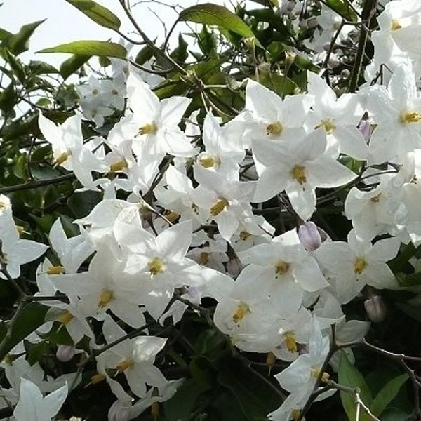 Nádobové květiny - Lilek jasmínokvětý květináč 12cm