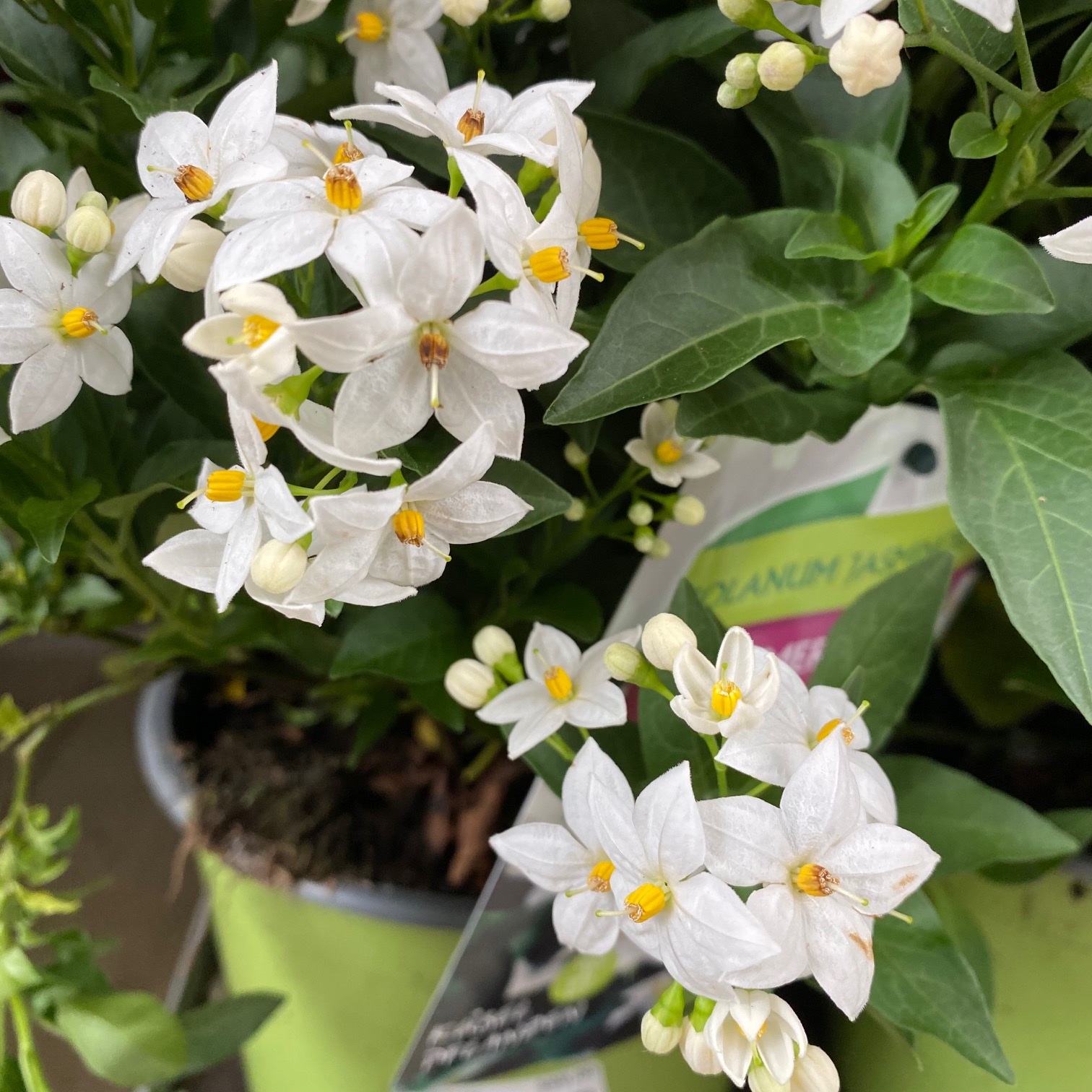 Balkonové květiny - Lilek jasmínokvětý květináč 18cm