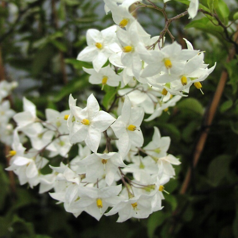 Nádobové květiny - Lilek jasmínový kmínek 90cm