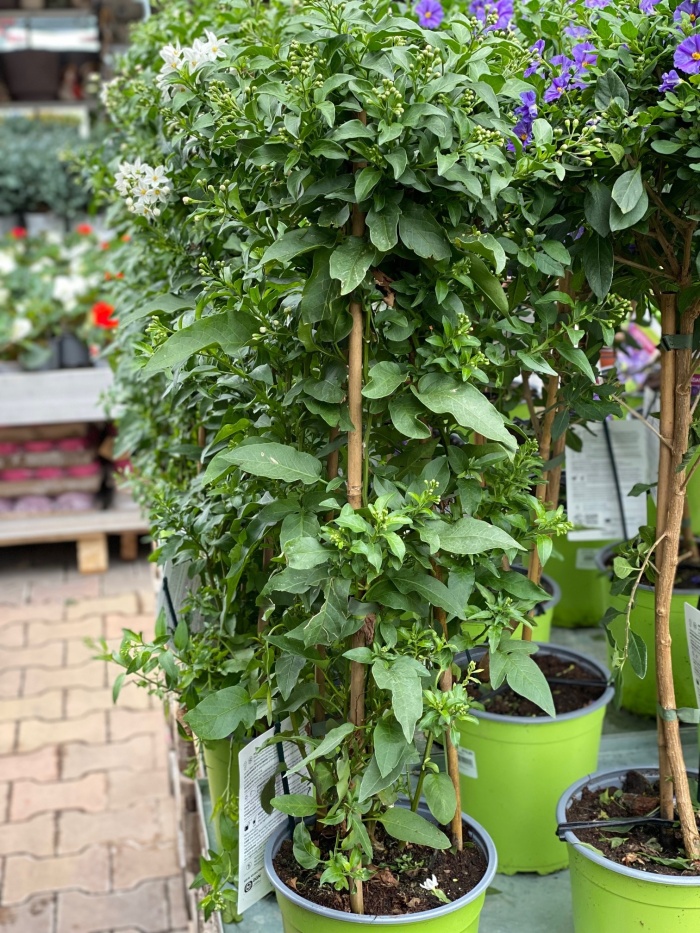 Lilek jasmínový kmínek 90cm-0