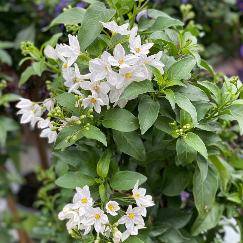 Lilek jasmínový kmínek 90cm-1