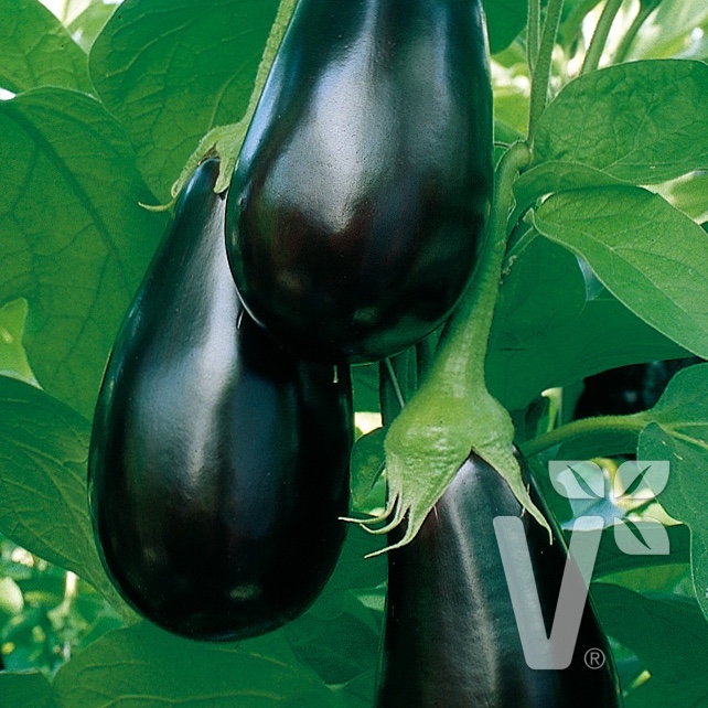 Roubovaná sadba - Lilek 'Madonna' F1 roubovaný 12cm