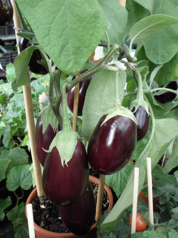 Lilek 'Madonna' F1 roubovaný 12cm-0