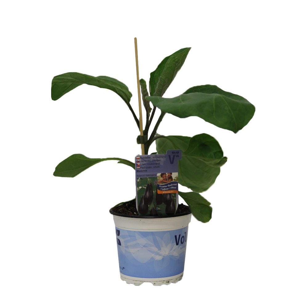 Lilek 'Madonna' F1 roubovaný 12cm-1