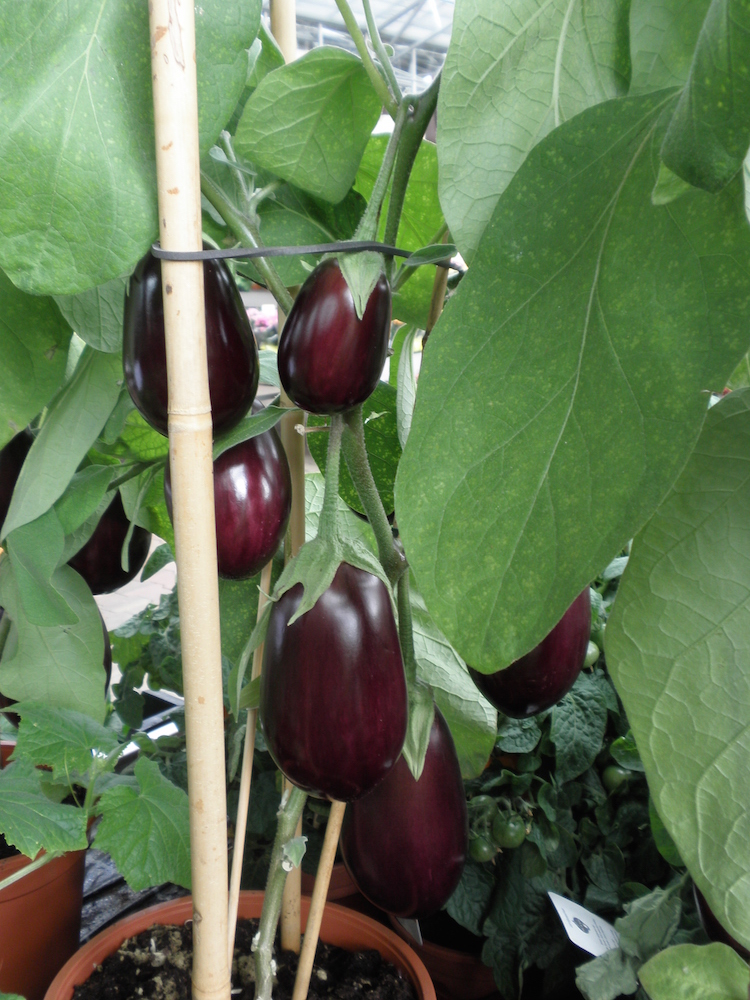 Lilek 'Madonna' F1 roubovaný 12cm-2