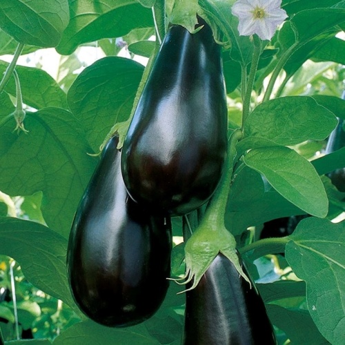 Lilek 'Madonna' F1 roubovaný 12cm-3