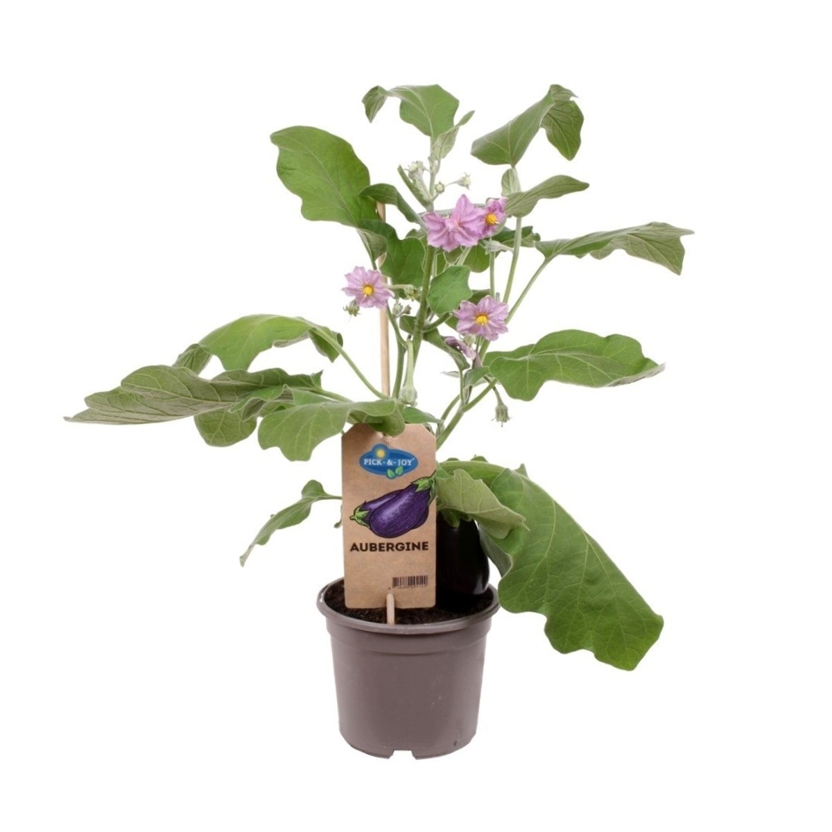 Neroubovaná sadba - Lilek s plody květináč 14cm