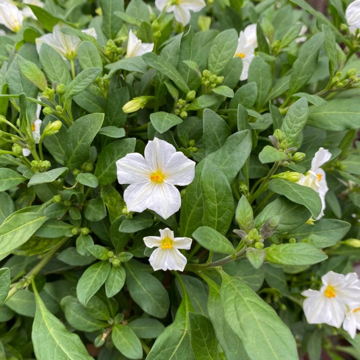 Balkonové květiny - Lilek 'White Charles' kmínek 80cm, květináč 19cm