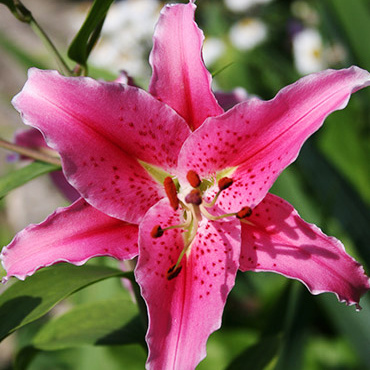 Lilie - Lilie 'Acapulco' 1ks