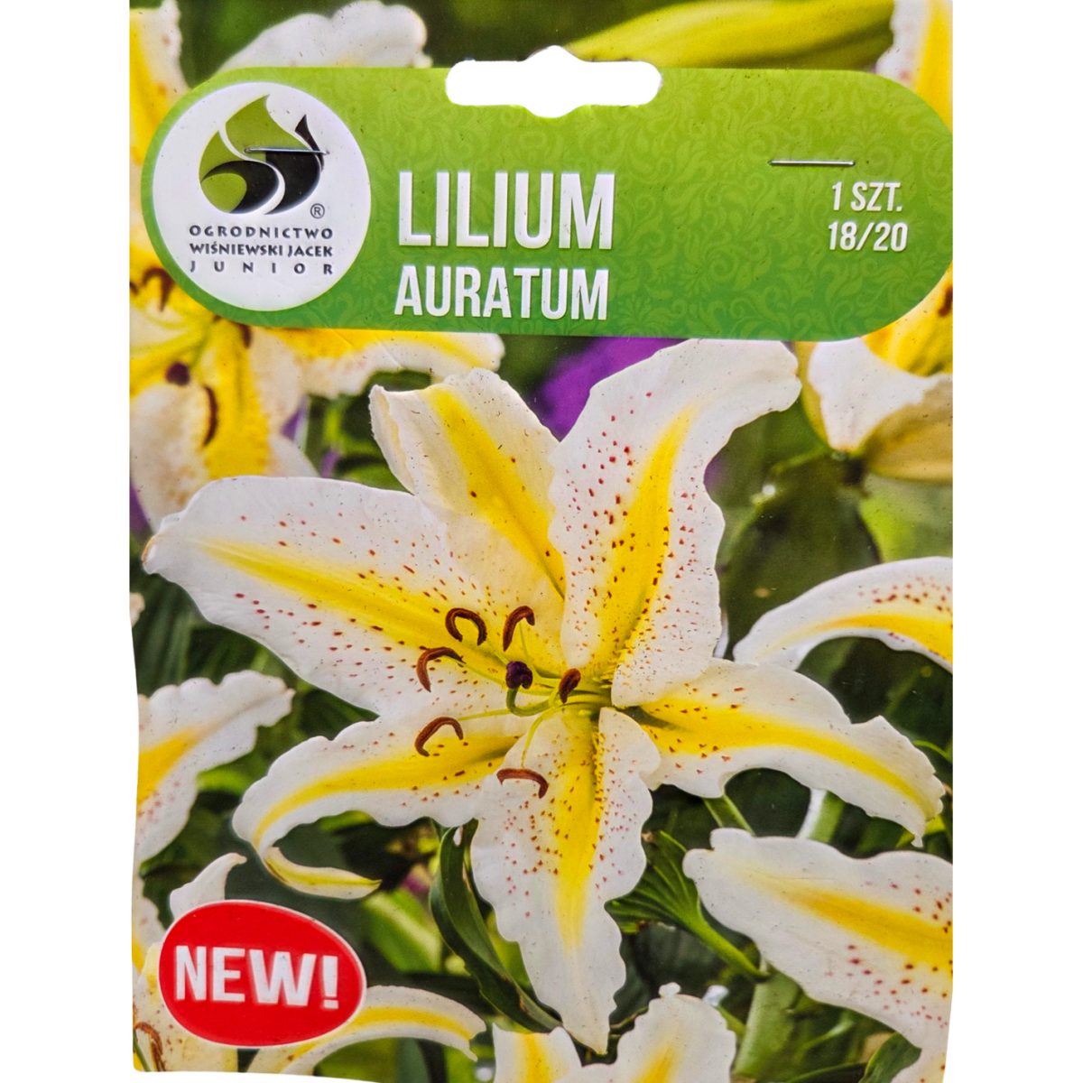 Lilie - Lilie Auratum 1ks