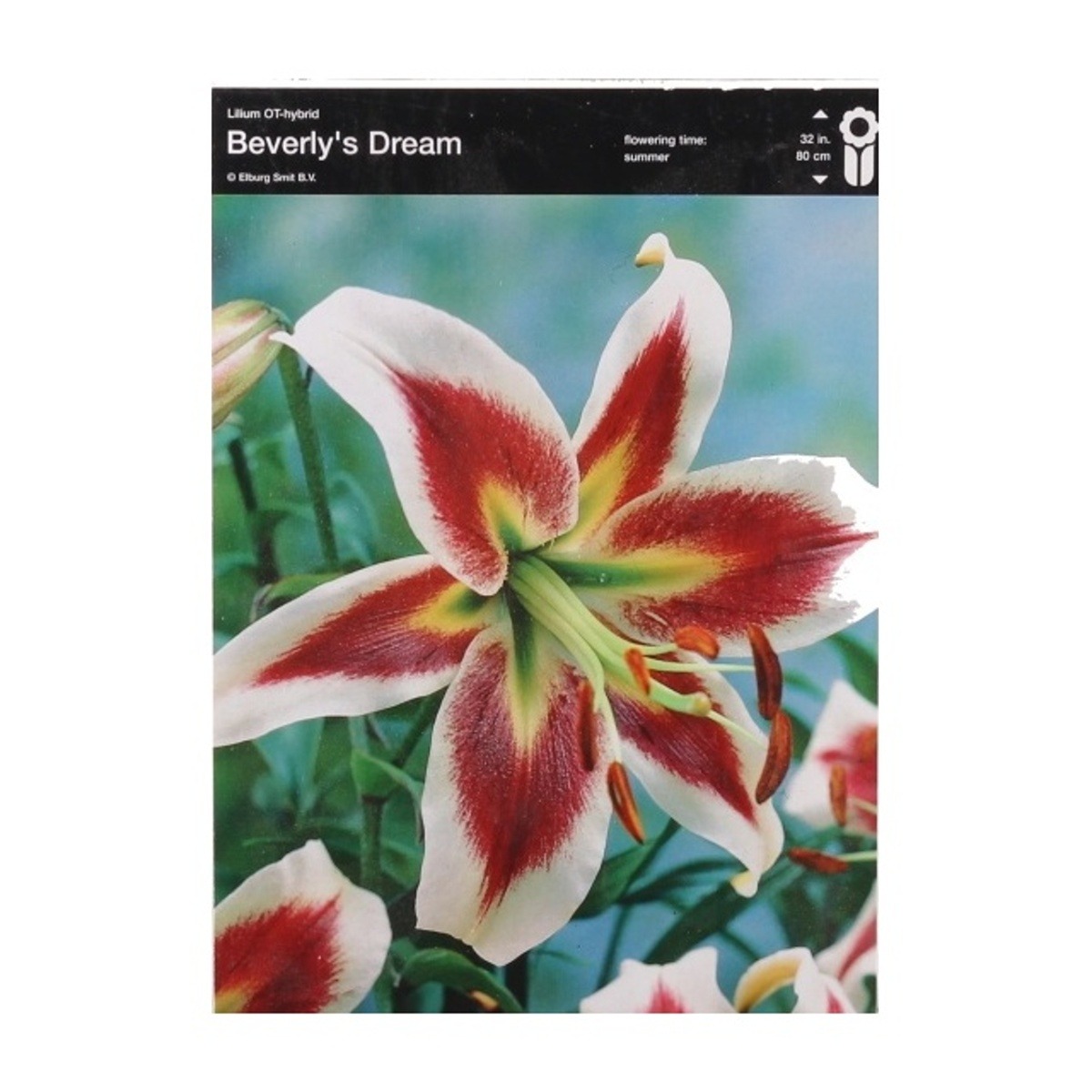 Lilie - Lilie Beverly Dreams 1ks