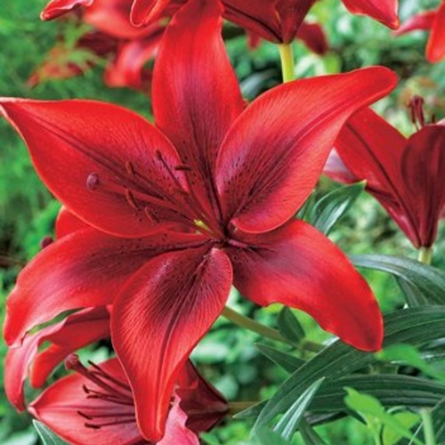 Lilie - Lilie 'Breakout' 1ks