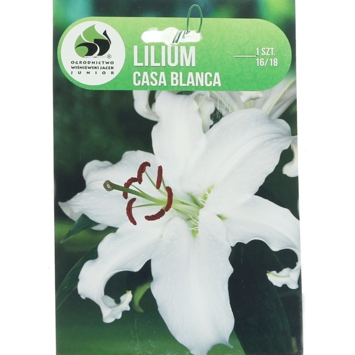 Lilie - Lilie Casa Blanca 1ks