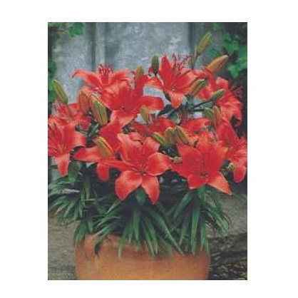 Lilie - Lilie 'Crimson Pixie' 1ks