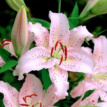 Lilie - Lilie 'Curly Sue' 1ks