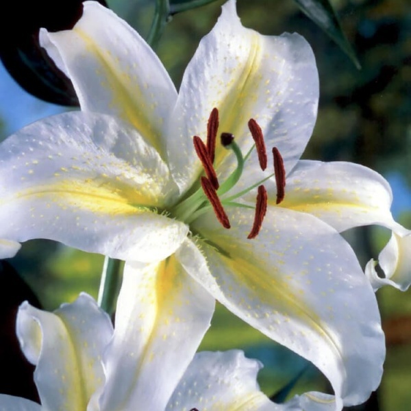 Lilie - Lilie 'Devotion' 1ks