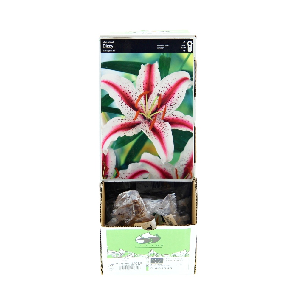 Lilie - Lilie 'Dizzy' 1ks