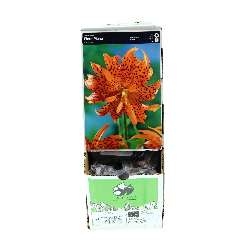 Lilie - Lilie 'Flore Pleno' 1ks