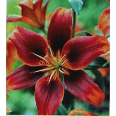 Lilie - Lilie 'Forever Susan' 1ks