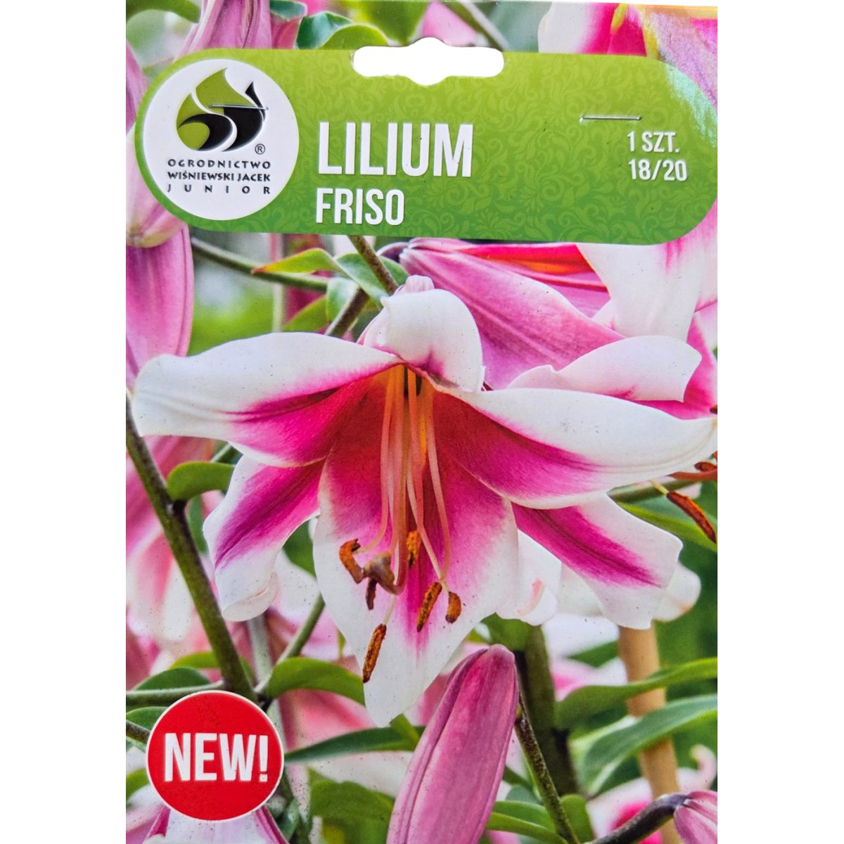 Lilie - Lilie Friso 1ks