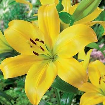 Lilie - Lilie 'Golden Tycoon' 1ks