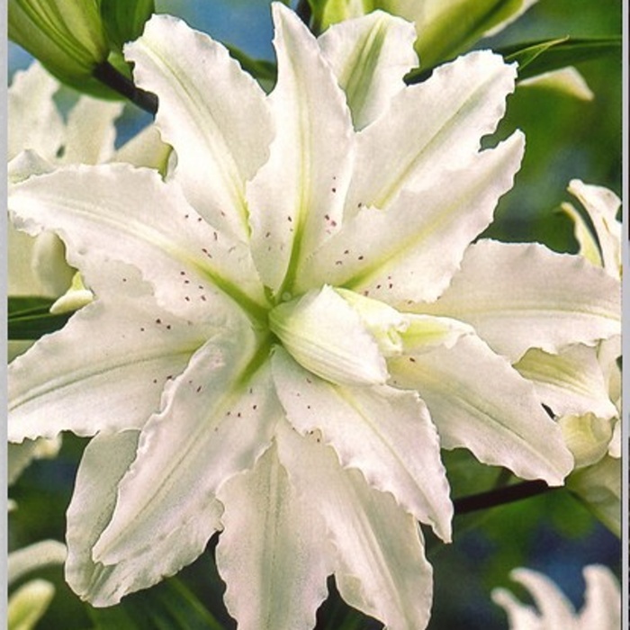 Lilie - Lilie 'Innocent Lady' 1ks