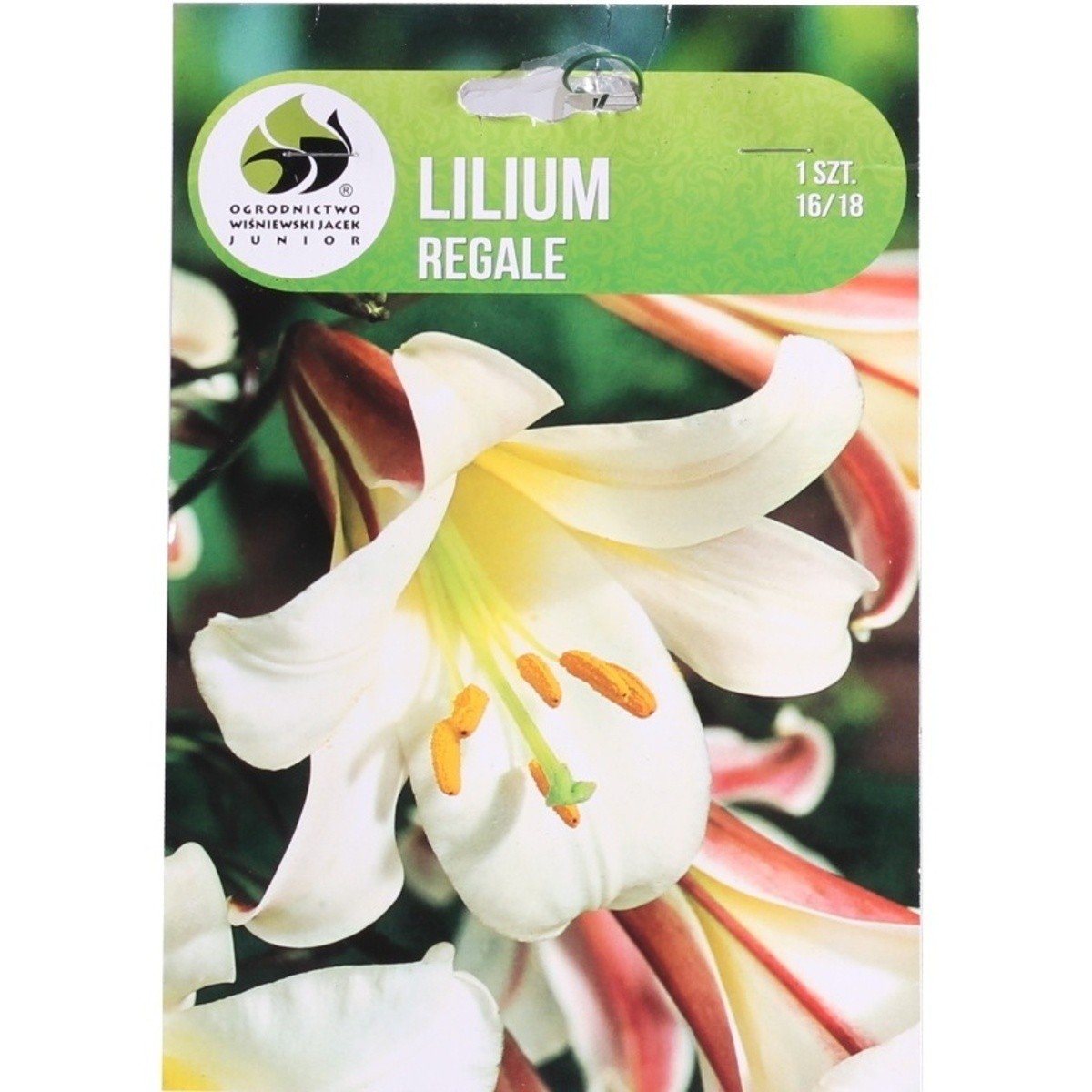 Lilie - Lilie královská 1ks