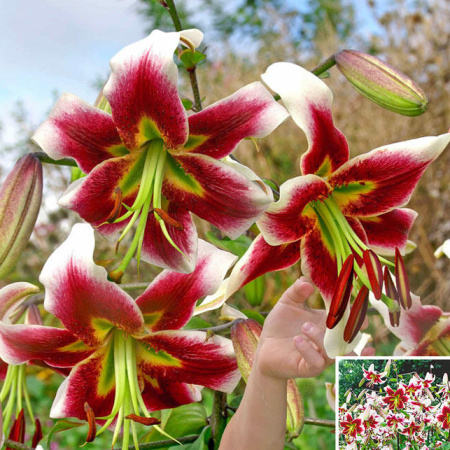 Lilie - Lilie 'Leslie Woodriff' 1ks