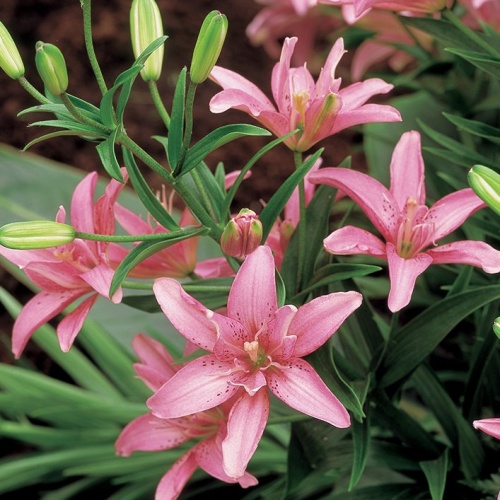 Lilie - Lilie 'Little Kiss' 1ks