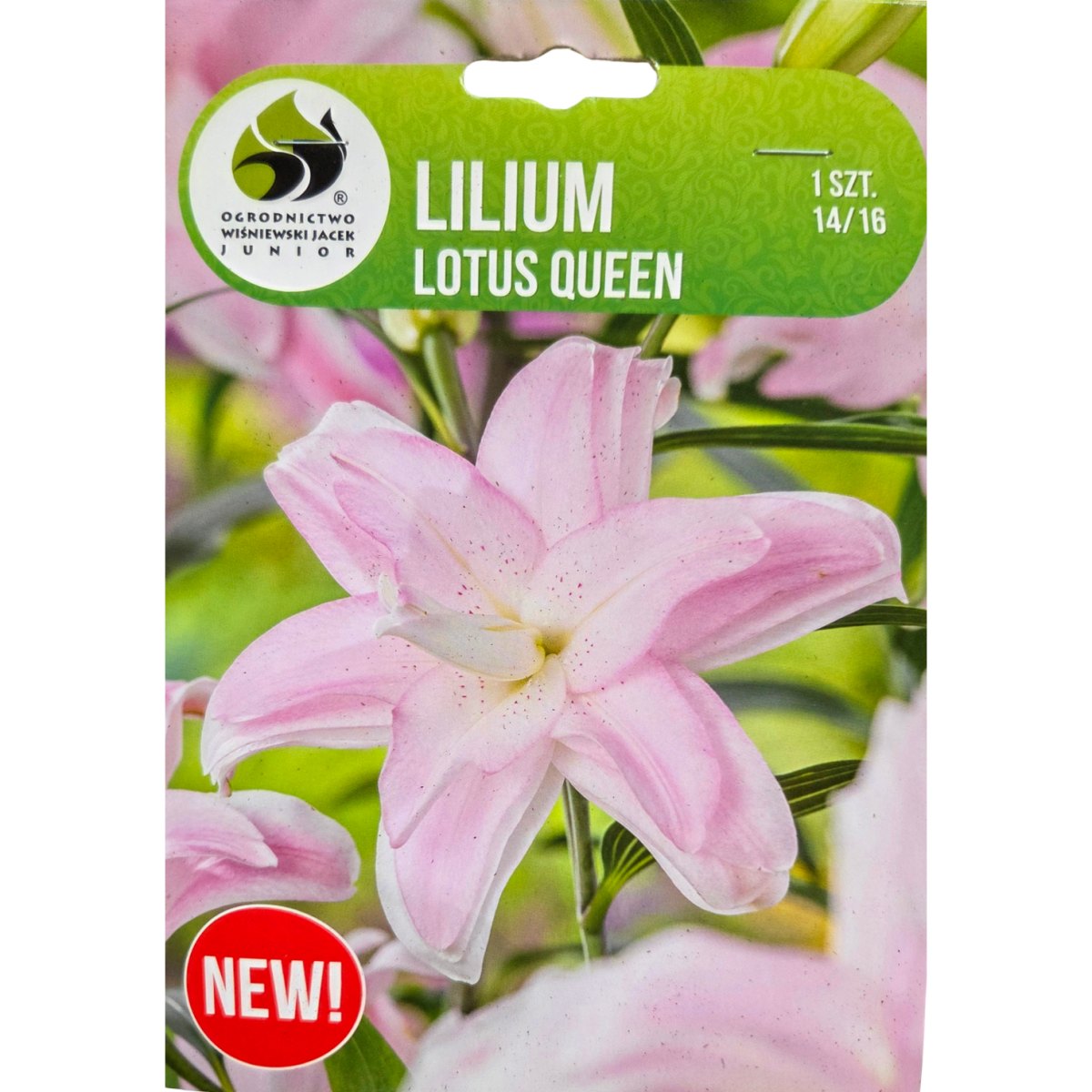 Lilie - Lilie Lotus Queen 1ks