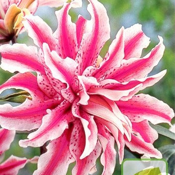 Lilie - Lilie 'Magic Star' 1ks