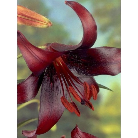 Lilie - Lilie 'Night Flyer' 1ks