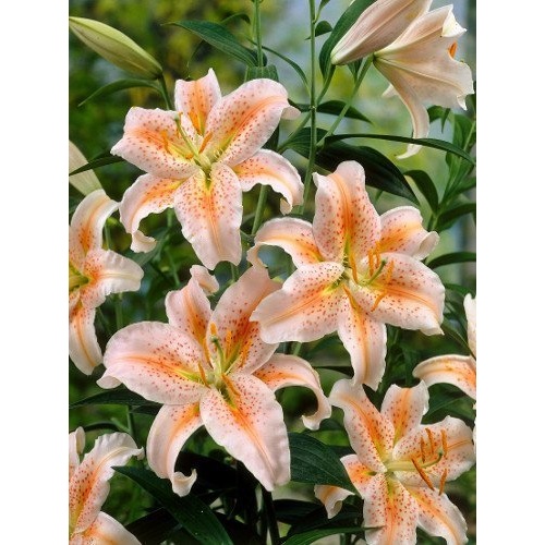 Lilie - Lilie oriental 'Salmon Star' 1ks