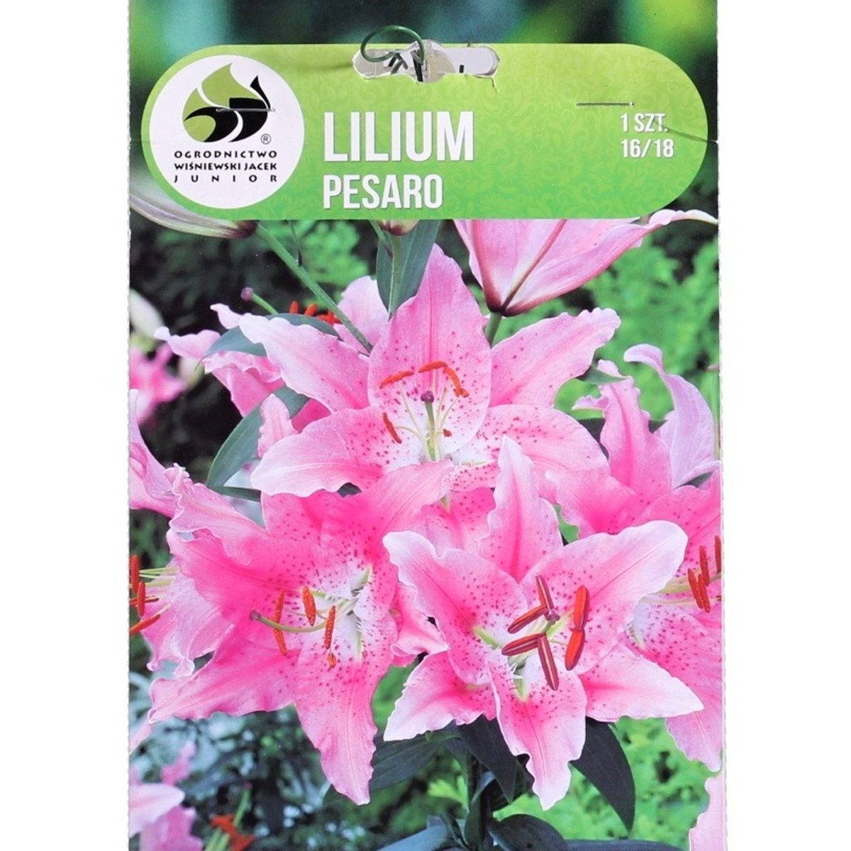 Lilie - Lilie Pesaro 1ks