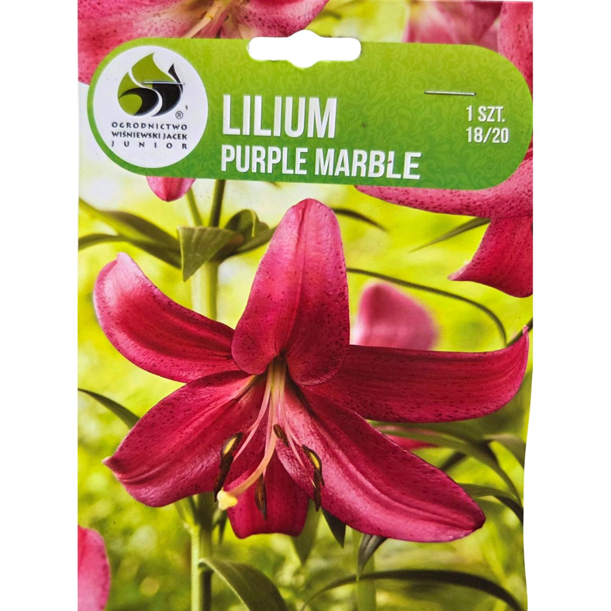 Lilie - Lilie  'Purple Marble' 1ks