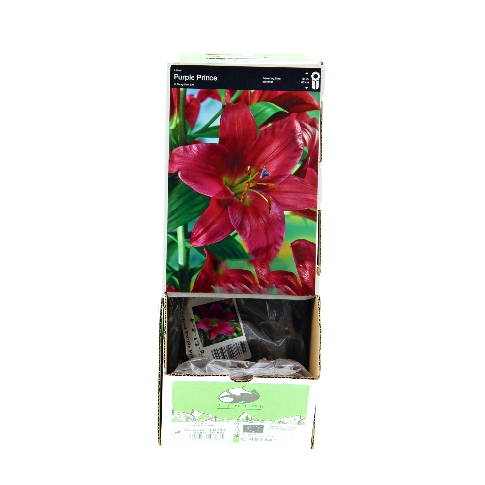 Lilie - Lilie Purple Prince 1ks