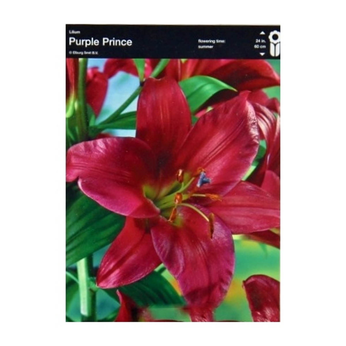 Lilie - Lilie Purple Prince 1ks