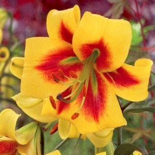 Lilie - Lilie 'Robert Swanson' 1ks