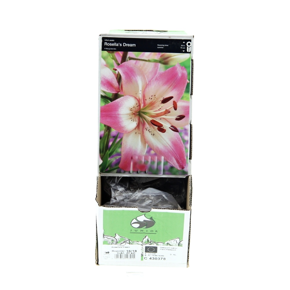 Rostliny - Lilie Rosellas Dream 1ks