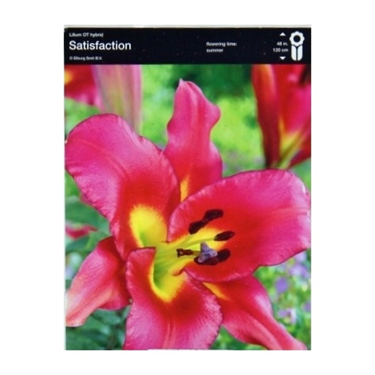 Lilie - Lilie Satisfaction 1ks