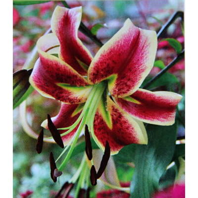 Lilie - Lilie 'Scheherazade' 1ks